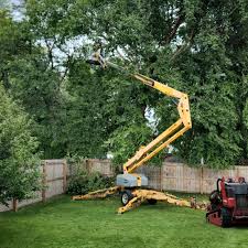 Leaf Removal in Rosedale, CA