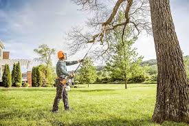 Best Tree Maintenance Programs  in Rosedale, CA