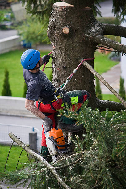 Rosedale, CA  Tree Services Company