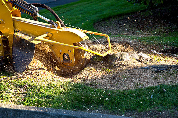 Lawn Grading and Leveling in Rosedale, CA